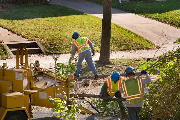 Trusted Berne, IN Tree Removal Experts